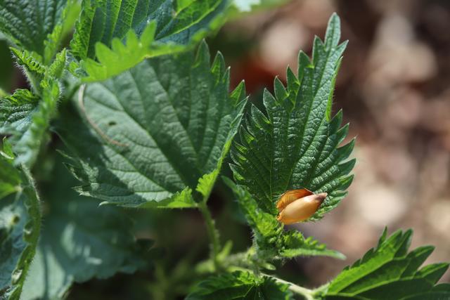 Brennessel: als Ersatz zum Spinat verwendbar.
Die ersten zarten Spitzen verwenden, schmeckt wirklich gut als Spinat..