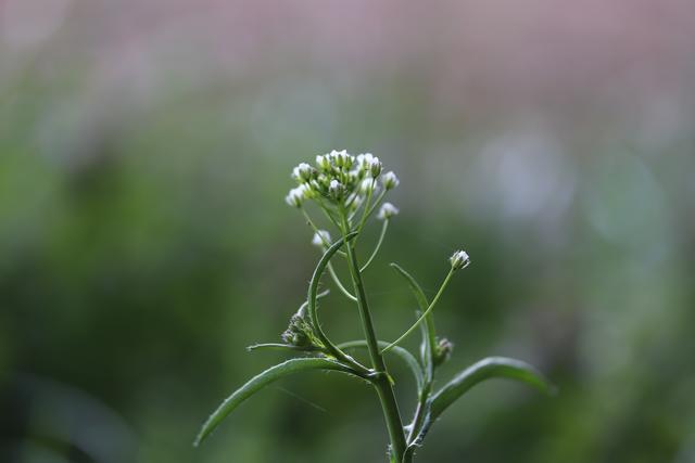 Hirtentäschel:
Knospen Blüten, Blätter haben einen angenehmen Geschmack und viel Vitamin C. Roh verzehren.
Habe leider keine Erfahrung damit.  Das typische Zeichen sind später die herzförmigen Früchte.