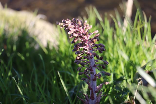 Pestwurz: Früher wurde er, wie der Name schon sagt, gegen die Gewschüre der Pest verwendet und dürfte auch sonst noch viele heilende Eigenschaften besitzen...
Ich fotografiere sie lieber....
