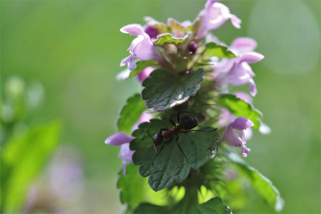 Taubnessel mit Ameisen-Besuch: Die Blüten nehm ich gerne zum verzieren von Aufstrichen.