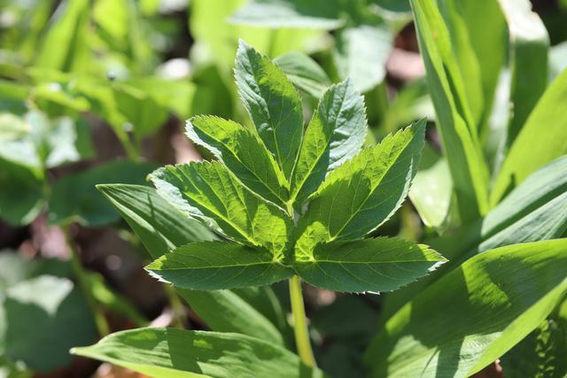GIERSCH: wächst unverwüstlich und wird als Plage gesehen. Ist aber ein viel verwendbares UNKRAUT.
Vitamingehalt ist 4x höher als bei Zitronen. Wird gerne als Petersilien-Ersatz in der Küche verwendet.