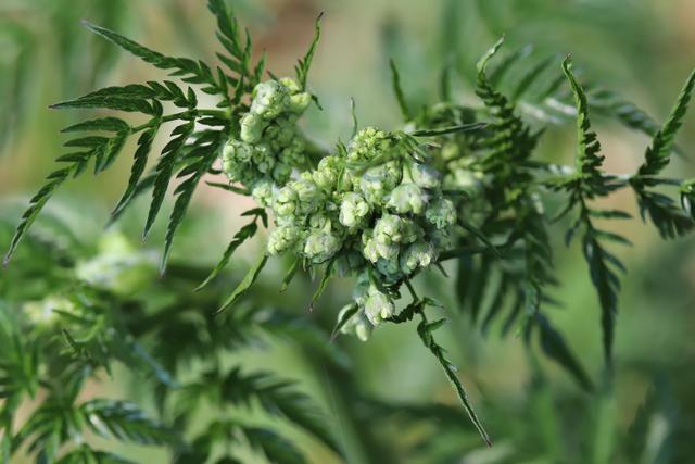 Gefleckter Schierling: VORSICHT
 STARK GIFTIG.., aber wunderschön zum anschauen.
Also ein UNKRAUT.