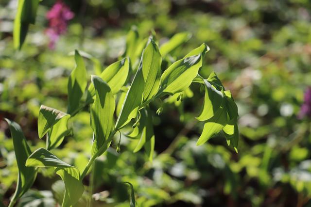 Salomonsiegel: ist eine Heilpflanze und kommt aus der Familie der Spargelgewächse:  Ich hab sie bis jetzt nur fotografiert, weil ich sie so schön finde.