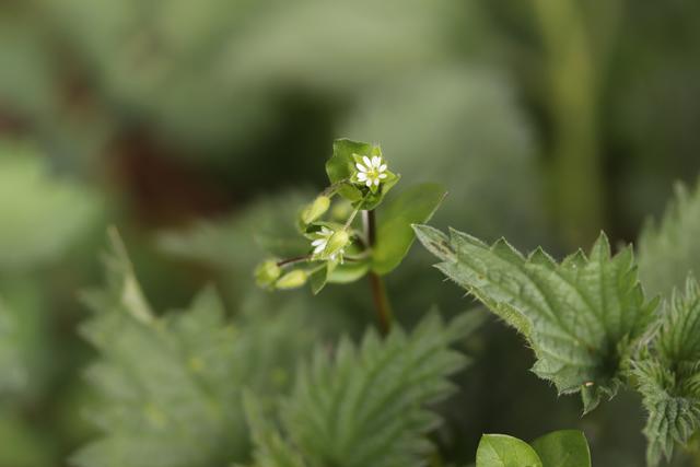Vogelmiere und Brennessel:
Zwei "Vitaminchen" auf einem Bild: Weil sie ja sooo...GESUND SIND...