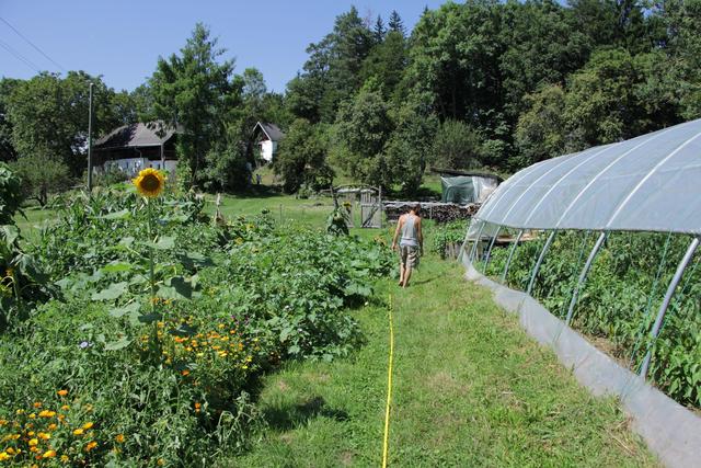 Bio-Jungpflanzen von der Hofgemeinschaft Zetmau - Verena Wallner und Johannes Wedenig | Foto: Zetmau