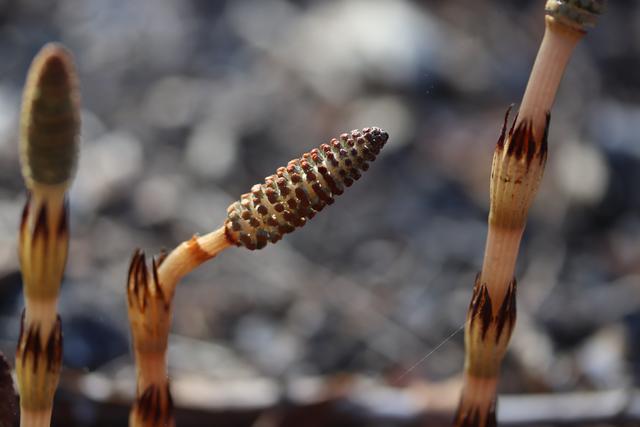 Schachtelhalm: Für Tee`s und Tinkturen
Da habe ich keine Erfahrung, außer im Garten gegen Blattläuse.