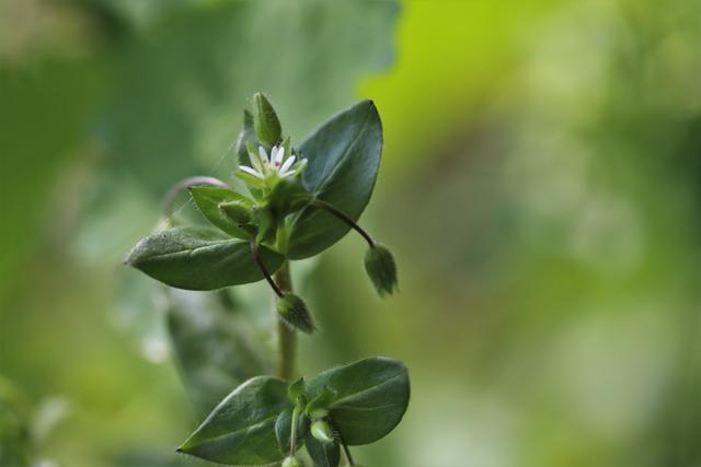 Vogelmiere:
Die esse ich gerne im vorbeigehen, da es so toll nach Mais schmeckt, Darf in der Küche nicht fehlen...