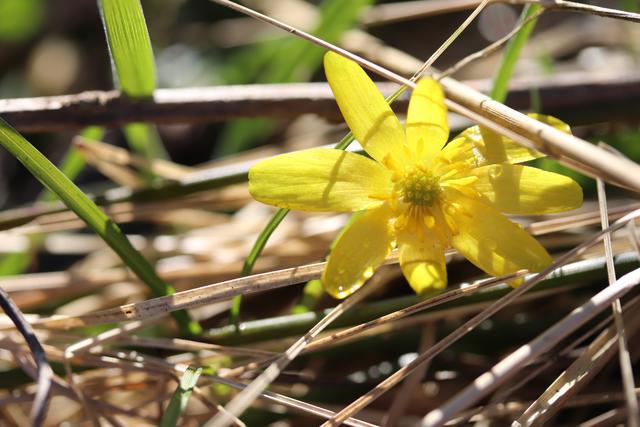 Scharbockskraut-Blüte: Die Blätter kann man essen, bevor dieses blüht, denn dann ist es giftig. Ich hab sie noch nie probiert.