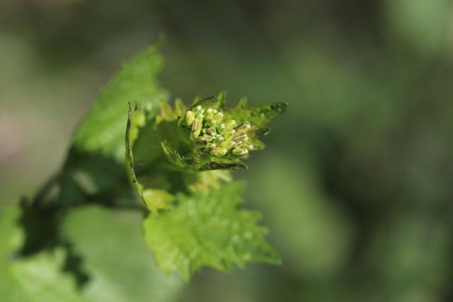 Knoblauchrauke: nur roh verwenden, als Knoblauch-Ersatz.. Ich habe keinerlei Erfahrung damit.