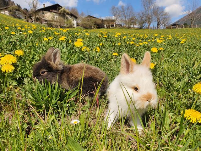 Mehr, als ein verspätetes Osterfoto: Die Kaninchen vom Bauernhof Ladestatthof im Löwenzahnfeld sollen Lust auf Urlaub machen. | Foto: privat