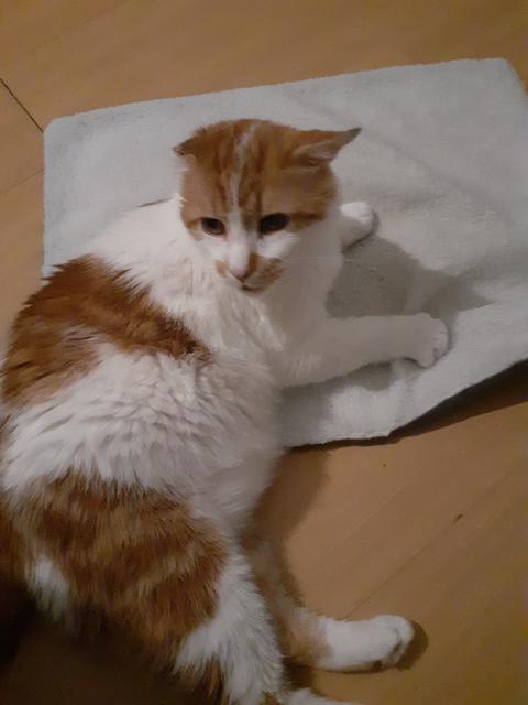 Der achtjährige, sehr zutrauliche Kater "Muffin" sucht ein liebevolles neues Zuhause. | Foto: TSV Katzenjammer