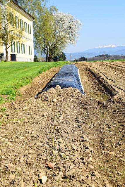 Die Saison erstreckt sich von April bis Anfang Juni. | Foto: WOCHE