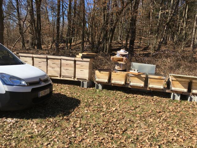 Es schwirrt und summt beim Birkenhof | Foto: Privat