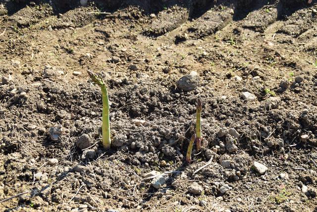 Der Spargel wächst täglich bis zu zehn Zentimeter.  | Foto: WOCHE
