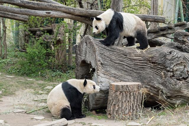 Nach einem kurzen Gerangel gingen Yang Yang und Yuan Yuan auf Abstand. | Foto: Daniel Zupanc