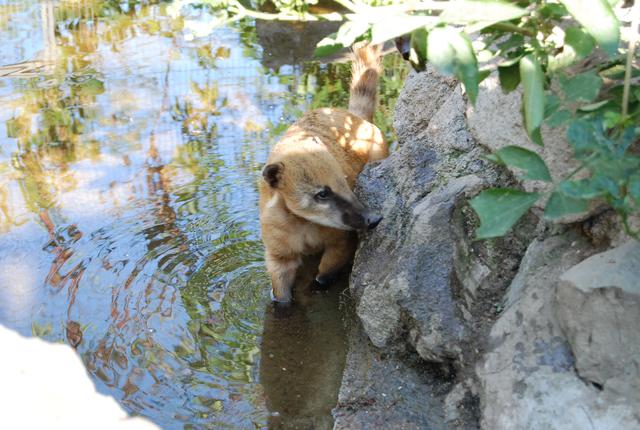 "Samira" ist ein Naseaffe und wohnt mit ihrer Familie in einer großen Kletteranlage samt Warmhaus für den Winter. Nasenbären sind Allesfresser, die Lieblingsspeise sind aber eindeutig Mehlwürmer. | Foto: Zoo Linz