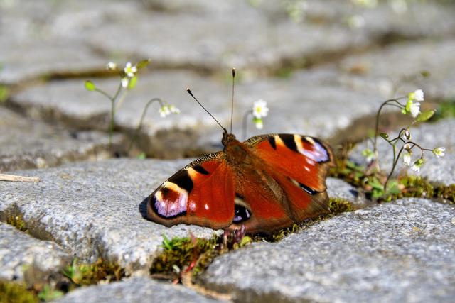 Vom Mauerblümchen bis zum Schmetterling wird bei der City Nature Challenge alles fotografiert, was es an Natur in Wien gibt.