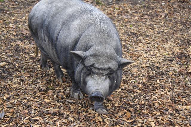 Das Zwerg-Hängebauchschwein "Traudi" wohnt mit einem kleinen Schwein namens "Gerlinde" zusammen. Sie essen natürlich alles, freuen sich aber schon auf die Kürbisse im Herbst.