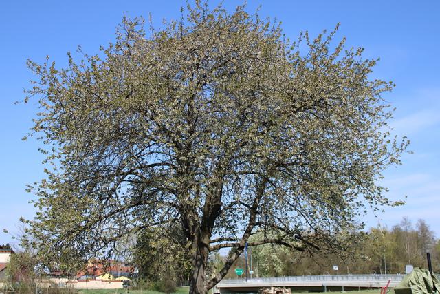 Etwas später als im vorigen Jahr erblüht dieser rund 80 Jahre alte Vogelkirschbaum in Neudauberg. Gebührend heißt der an der steirischen Grenze stehende majestetische Riese die Menschen im Burgenland willkommen. Er trotzt jedem Wetter.