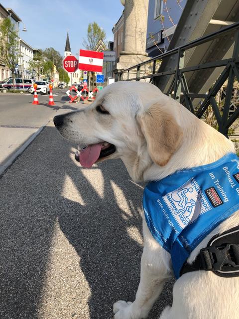 Redaktionshund und angehender Partnerhund Nala darf über die Grenze gehen. | Foto: sm