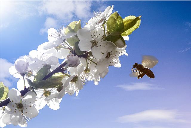 Achtung! Biene im Landeanflug! | Foto: Josef Glaser