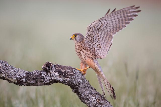 Bild 12: Kirschner Thomas - "Turmfalke" - 13 Punkte | Foto: © Kirschner Thomas