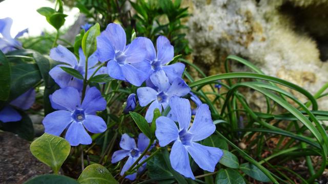 Immergrün blüht nahe dem Höhleneingang! ...