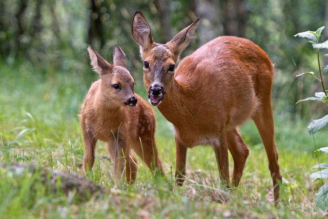 Bild 10: Kirschner Thomas - "Rehgeiss mit Kitz" - 12 Punkte | Foto: © by Kirschner Thomas
