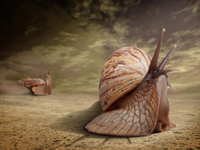 Bild 04: Ing. Härting Siegfried - "Ignoranten" - 11 Punkte | Foto: Ing. Härting Siegfried