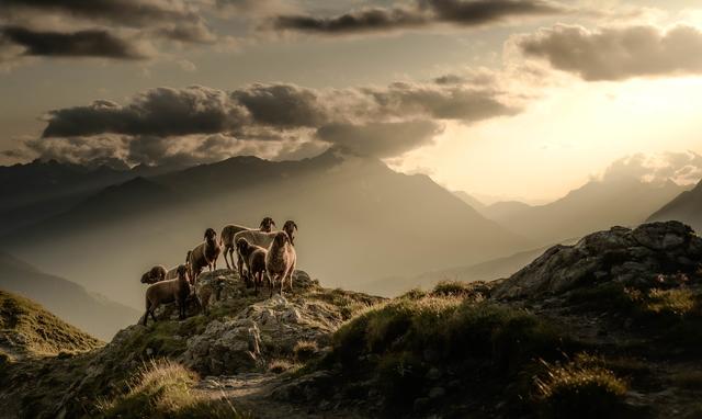 Bild 14: Schimpfössl Matthias - "golden" - 13 Punkte | Foto: © by Schimpfössl Matthias