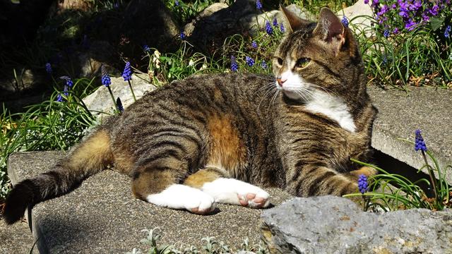 Unser kleiner Tiger passt auf! ... ;-))) ...