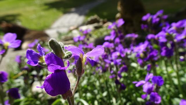 Ich hoffe, diese "Höhlenbesichtigung" hat Euch gefallen und Ihr habt Euch gut amüsiert! Auf Wiedersehen! Bleibt gesund! LG Silvia