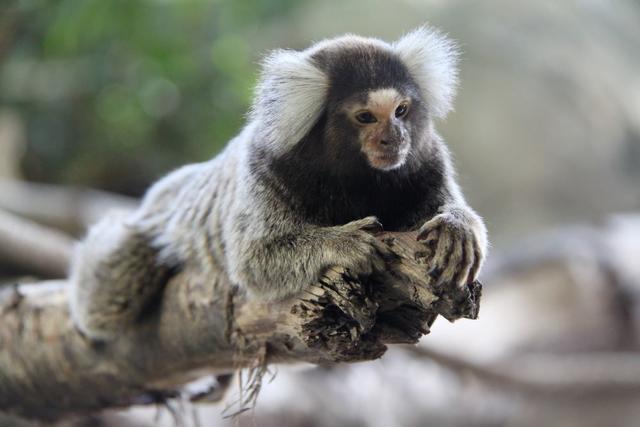 Die Bewohner des Linzer Tropenhauses können ab 19. April digital besucht werden. | Foto: Zoo Linz