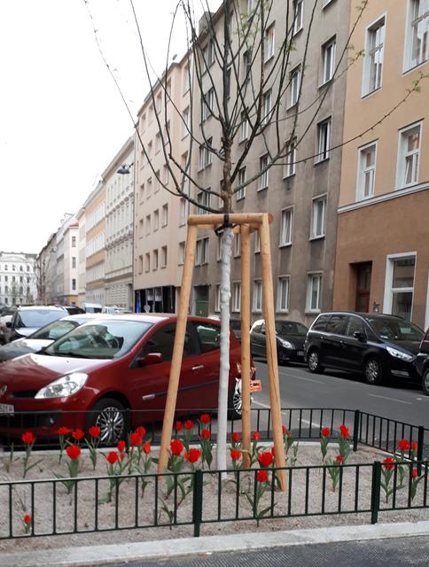 Die herrlich blühenden Tulpen in der Glockengasse sind ein "Freudenfleck" für bz-Leserreporterin Katalin Tamasi.