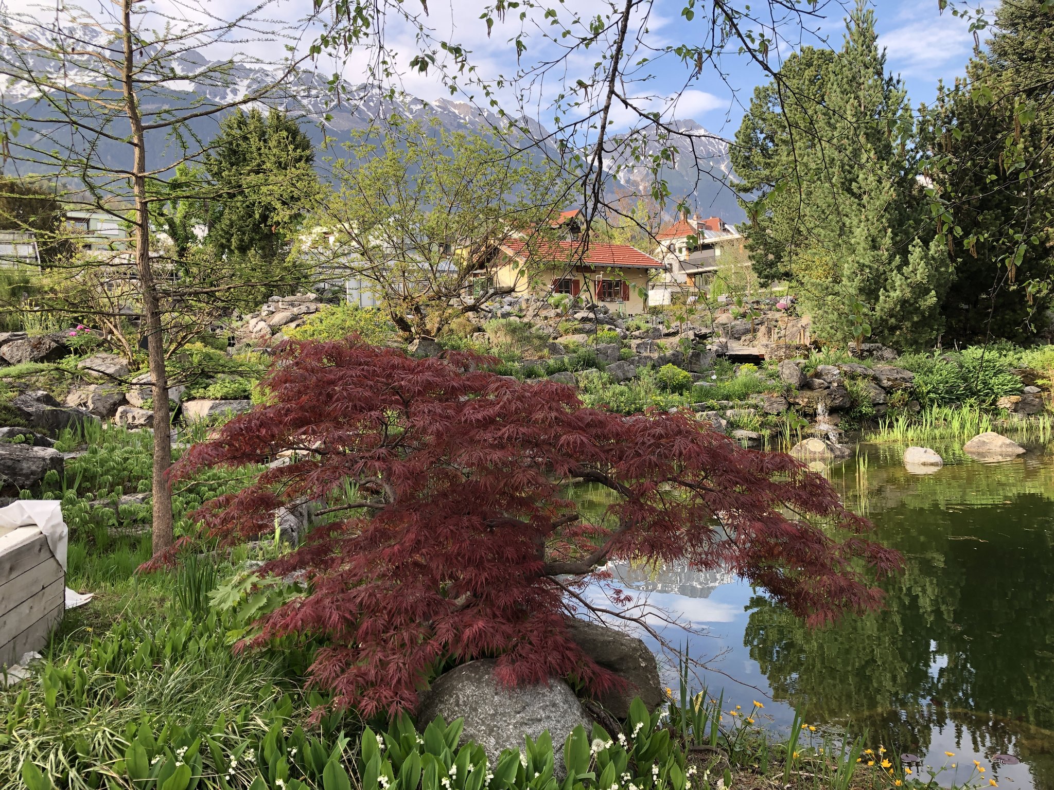 Blütenpracht Der Botanische Garten hat wieder Innsbruck