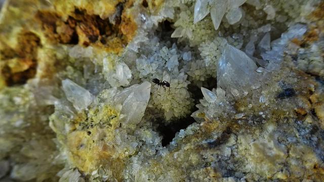 Eine kleine Ameise genießt den Ausblick! ... :-) ...