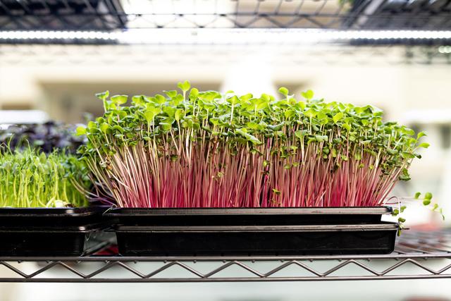 Superfood aus dem Glanbogen. Die Vitaminbooster werden in der Indoor-Farm angebaut.