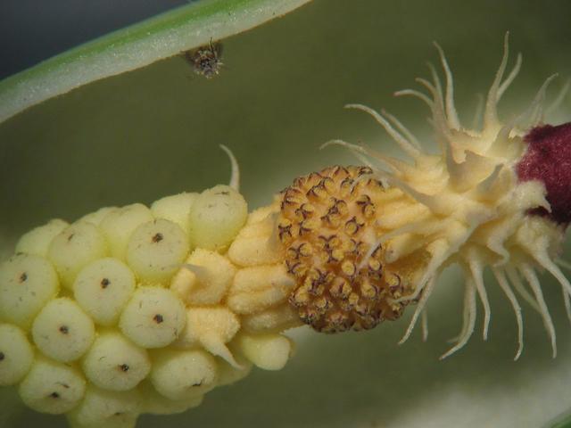Detailaufnahme aus einem Blütenstand des Gefleckten Aronstabes, gut erkennbar die weiblichen Blüten links (in Natur also unten), die männlichen Blüten und die zu Reusenhaaren umgebildeten Blüten rechts (Vergrößerung etwa 24-fach) Foto ©  Kristian Peters -- Fabelfroh 09:03, 4 July 2006 (UTC) - Selbst fotografiert, CC BY-SA 3.0, https://commons.wikimedia.org/w/index.php?curid=919881