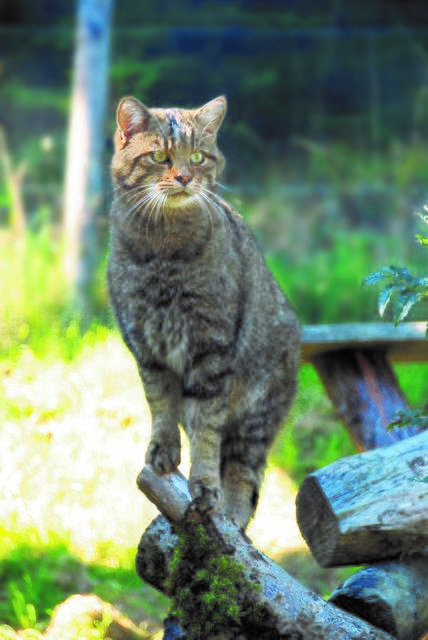 Das neue Wildkatzengehege stellt diesen Sommer das Highlight am Wilden Berg Mautern dar. | Foto: Michael Gletthofer