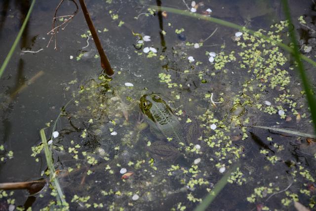 Beim Uni-Projekt „Frosch im Wassertropfen“ wurden in der Filz verschiedene Amphibienarten festgestellt und leider auch ein Befall mit dem für diese Tiere gefährlichen Chytrid-Pilz.  | Foto: Veronika Spielbichler
