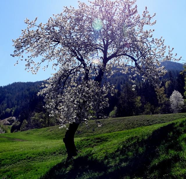 Die vielen Sonnenstunden zeigen den Kirschbaum in seiner ganzen Pracht.