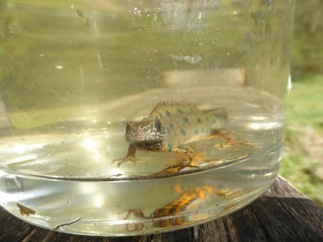 Seit 2017 wird der seltene Alpen-Kammmolch in der Filz beobachtet.  | Foto: Maria Ringler