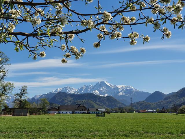 Der Erlebnisbauernhof Gfrerer in Grödig mit dem grünen Dürrnberg und dem schneebedeckten Hohen Göll im Hintergrund