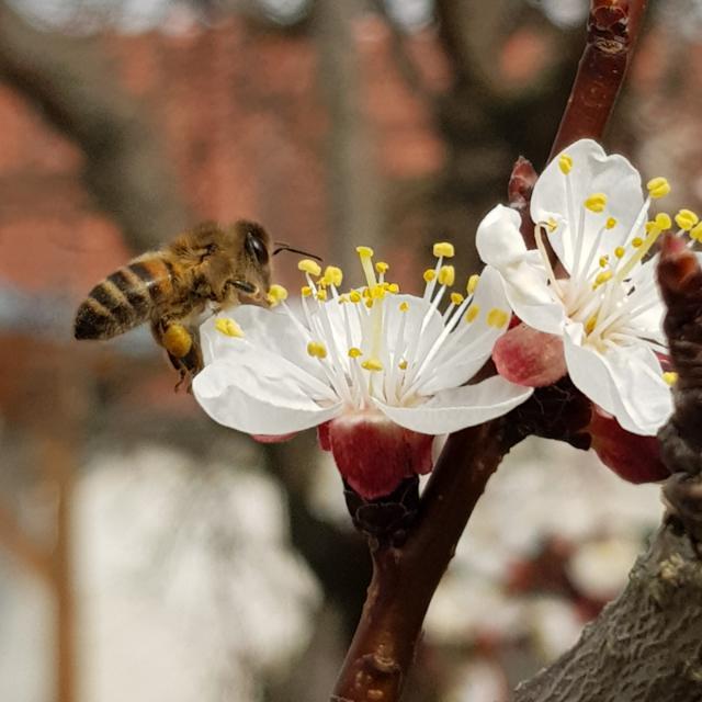 Die Honigbienen im Naturpark Rosalia-Kogelberg sind bei so mancher Marillenblüte zu finden | Foto: Herbert Grafl