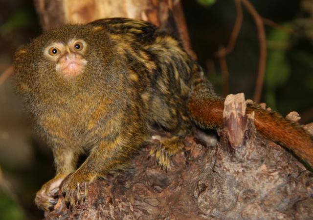 Das Zwergseidenäffchen "Lena" wohnt mit ihrer Familie (4 Erwachsene, 4 Kinder) in einem Regenwald-Terrrarium im Tropenhaus. Sie kommen aus Südamerika und essen am liebsten alle Arten von Früchten. | Foto: Zoo Linz