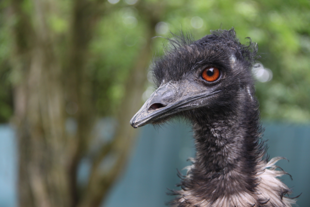 "Egolina" ist die bessere Hälfte eines Emu-Pärchens im Linzer Zoo. Mit ihrem Partner "Egon" wohnt sie mit den Bennett-Kägurus in einer Australien-WG. Ihr Lieblingsessen sind Pflanzen aller Art, aber manchmal auch Würmer, Raupen oder Heuschrecken.  | Foto: Zoo Linz
