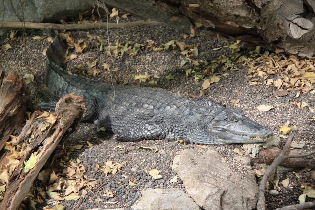 "Toni" ist ein Brillenkaiman und wohnt in einer großen Anlage im Tropenhaus. Meist döst er versteckt im Wasser, nur die Augen und die Nasenlöcher schauen heraus. Sein Lieblingsessen ist Fleisch in allen Variationen. | Foto: Zoo Linz