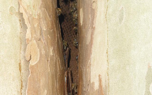 Bienenschwarm im Grazer Stadtpark