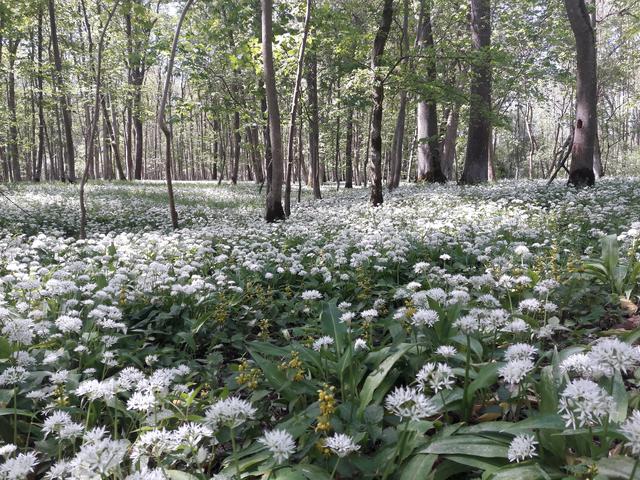 Die Bärlauch-Blüte in der Strengberger Au.