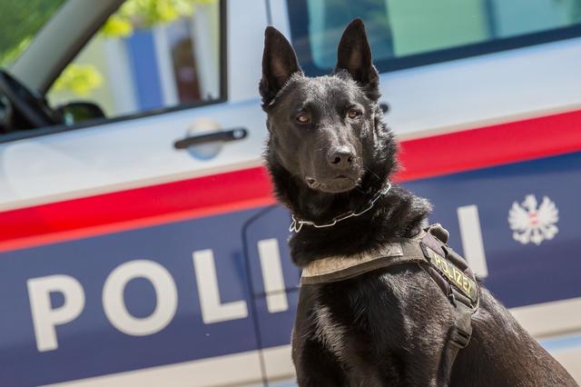 Ein Diensthund der Polizei spürte den Täter auf dem Firmengelände in Neudörfl auf | Foto: LPD OÖ/Dietrich